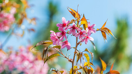 Beautiful Wild Himalayan Cherry Blooming pink Prunus cerasoides flowers at Phu Lom Lo Loei and Phitsanulok of Thailand