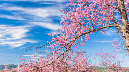 landscape of Beautiful Wild Himalayan Cherry Blooming pink Prunus cerasoides flowers at Phu Lom Lo Loei and Phitsanulok of Thailand