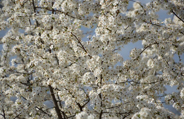Selective focus of beautiful branches of white cherry blossoms on a tree under a blue sky. the bee pollinates the flower of the future berry. pollen and nectar collected on the paws of an insect