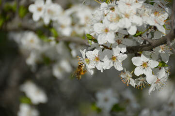 Selective focus of beautiful branches of white cherry blossoms on a tree under a blue sky. the bee pollinates the flower of the future berry. pollen and nectar collected on the paws of an insect