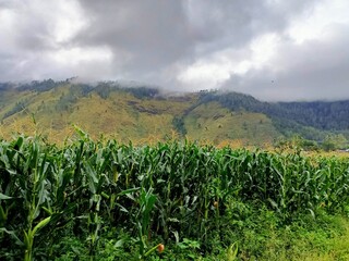 Storm clouds over a sweetcorn maize with field  mountain landscape