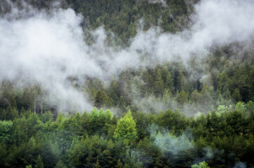 mist in the forest, 