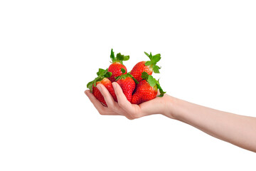 Hand holding a huge heap of strawberries isolated on white background. A hand is full of...