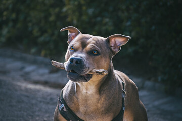 american staffordshire terrier
