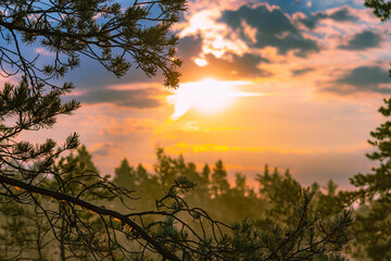 Beauty of nature.The sun glare pass through the fog and tree branches.Foggy summer morning in the national park.Visible with dew on the grass, pine branches and needles National park of Latvia