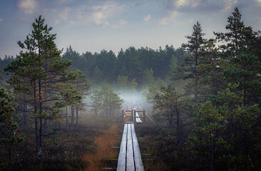 Cold foggy autumn morning in the national park. National park of Latvia. Beauty of nature. The wooden road leads into the fog. Green, mysterious forest. Beautiful green grass on the sides of the path.