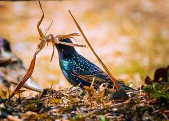 A beautiful starling gathers grass and branches for the nest. Starlings flew to spring Eastern Europe. Background with bokeh. Beautiful spring in Latvia. Bird migration season