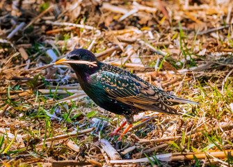 A beautiful starling gathers grass and branches for the nest. Starlings flew to spring Eastern Europe. Beautiful spring in Latvia. Bird migration season
