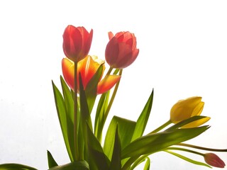 Cut Tulips on White Background 