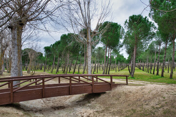 A dry streambed crossed by a wooden bridge and bordered by a pine forest planted in rows.