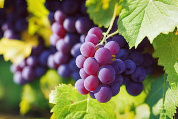 Fototapeta premium bunch of grapes