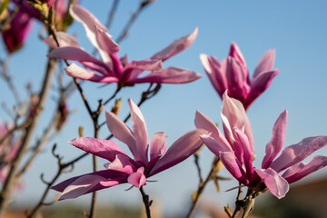 Magnolia liliiflora Nigra pink flower in the garden design.