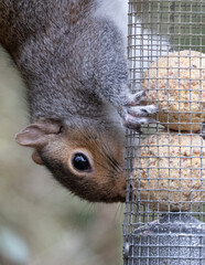 Obraz premium grey squirrel at a fat feeder.
