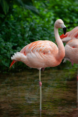 Fototapeta na wymiar pink flamingo on the beach