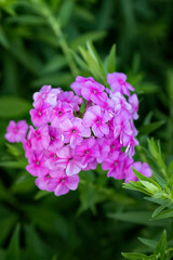 Phlox paniculate pink flower in the garden design.