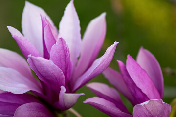 Obraz premium Magnolia liliiflora Nigra pink flower in the garden design.
