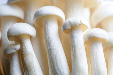 Shimeji mushroom. Fresh uncooked white edible mushrooms from Asia, rich in umami tasting compounds...