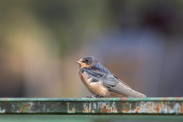 Barn Swallow Fledgling Perched on a Rail