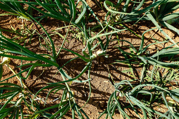 Closeup de onion plantation. Countryside of Sao Paulo city, Brazil