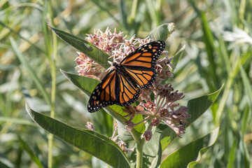 Monarch Butterfly on Milkweed Flower