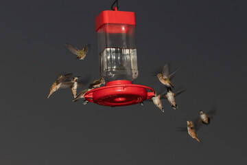 Hummingbirds at a Feeder