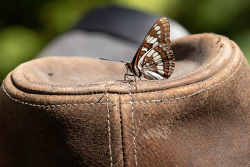 Variable Checkerspot Butterfly on a Hat