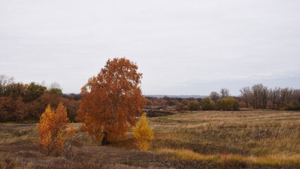 trees in autumn