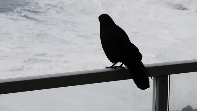 Black Bird Sitting On Porch Railing Looking Out At Ocean Waves
