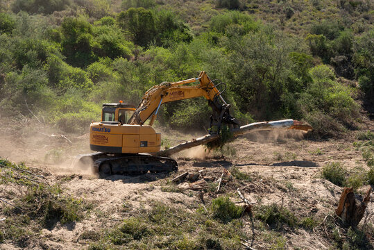 Robertson, Western Cape, South Africa. 2023. Contractor  removing Eucalyptus trees from the riverbank along the Breede River to save water.