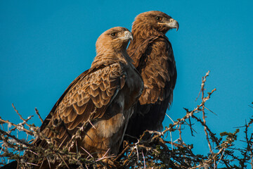 an eagle couple in the african serengeti