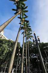 Row of imperial palm trees in Sao Paulo downtown, Brazil