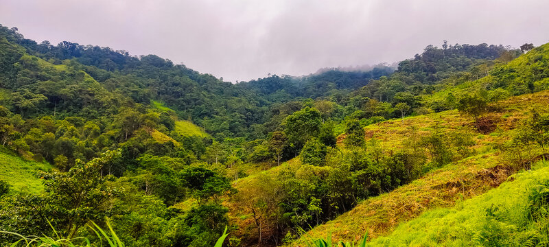 montaña, ecosistema de la selva tropical y concepto de medio ambiente saludable
