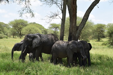 African elephant family in the African jungle © Dan