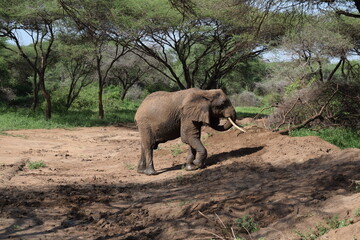 African elephant eating from his trunk in the Tanzanian jungle, on the muddy ground