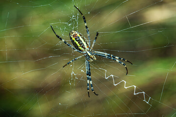 argiope spider on the web