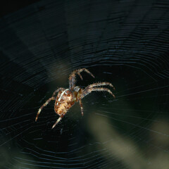 spider with a cross on its web