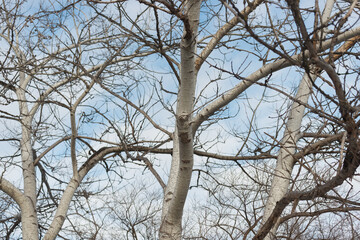 bare poplar trees and cloudy blue sky in winter