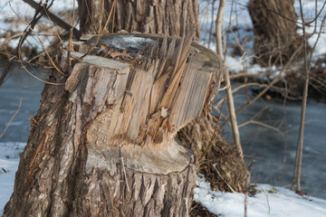 stump in the woods