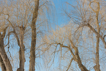 Fototapeta na wymiar bare weeping willow branches on a blue sky