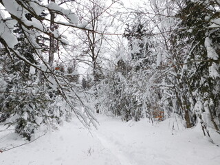 winter forest in bohemina forest Sumava national park large amunt of snow