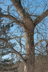 Obraz premium tree in the park