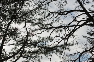 tree branches and sky in winter