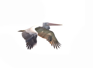 Flying Pelican on white background
