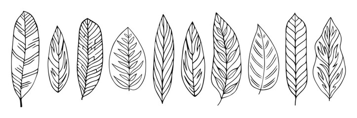 Set collection plants leave hand draw vector. Drawing beautiful leaves, a decorative tropical set	