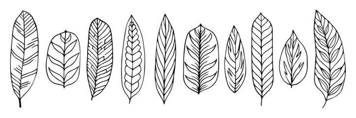 Set collection plants leave hand draw vector. Drawing beautiful leaves, a decorative tropical set	