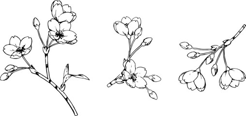 ペンで描いた桜のイラスト © エコ