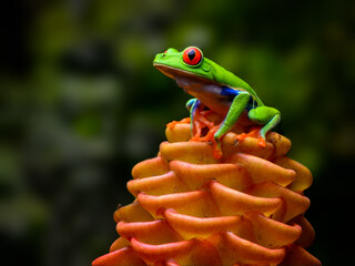 Red-eyed tree frog on beehive ginger in tropical rainforest in jungle Costa Rica
