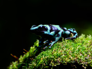 Poison Dart Frog with bright vivid colors at night in tropical rainforest of Costa Rica  