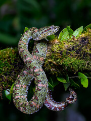 Eyelash Palm-Pitviper or Eyelash Viper snake at night in rainforest of Costa Rica 