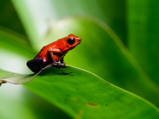 Strawberry Poison-dart Frog with bright vivid colors at night in tropical rainforest of Costa Rica  
